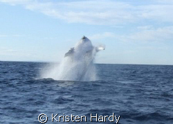 A unexpected breach by a humpback in Sydney Harbour. by Kristen Hardy 